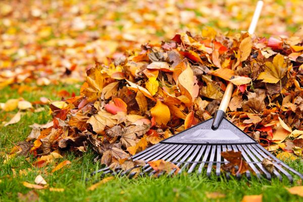 Cost of Leaves Removal in South Jordan