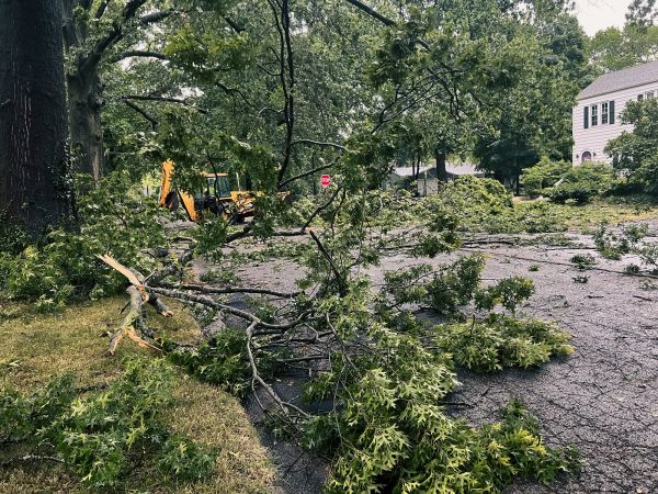 Cost of Tree Branch Disposal in South Jordan