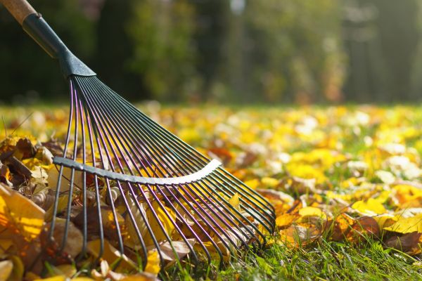 Cost of Leaf Removal in South Jordan