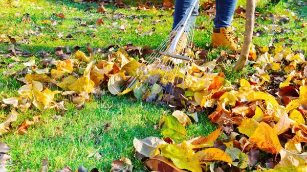 Cost of Lawn Cleanup Service in South Jordan