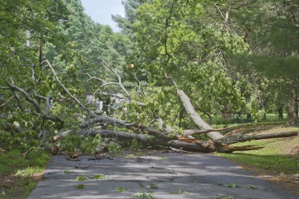 Cost of Tree Debris Removal in South Jordan